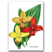 Plakaty - Plakat vintage Flower Print 1957 Canna Lily A1 - miniaturka - grafika 1