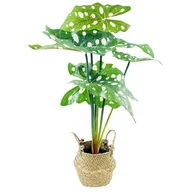 Sztuczne kwiaty - Alokazja, kwiat sztuczny w koszyku - miniaturka - grafika 1
