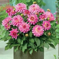 Nasiona i cebule - Dalia karłowa Melody Lizza 1 szt. - miniaturka - grafika 1