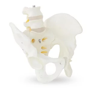Physa Miednica z kręgami lędźwiowymi - model anatomiczny PHY-PM-2 - Pomoce naukowe - miniaturka - grafika 1