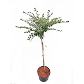 Sadzonki drzew krzewów - Krzew ozdobny na pniu mix B wys. 80 cm don. 5 l - miniaturka - grafika 1