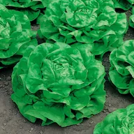 Nasiona i cebule - Sałata masłowa HUMIL (zimowa) Lactuca sativa L. - miniaturka - grafika 1