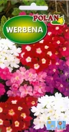 Nasiona i cebule - Werbena Mieszana 0.5 g POLAN - miniaturka - grafika 1