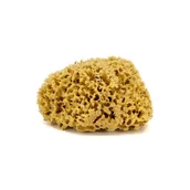 Inne akcesoria do pielęgnacji dzieci - Gąbka do kąpieli - naturalna morska - rozmiar M. 12-14 cm - miniaturka - grafika 1