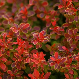Berberys Thunberga 'Ruby Star' (Berberis thunbergii) Doniczka 2.0L - Kwiaty doniczkowe - miniaturka - grafika 1