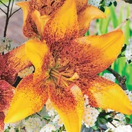 Nasiona i cebule - Lilia LA Longwood 1 szt. cebule cebulki lilii lilie - miniaturka - grafika 1