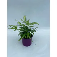 Kwiaty doniczkowe - Pteris albolineata - miniaturka - grafika 1