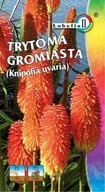 Nasiona i cebule - Trytoma Gromiasta 0,5g / L / - miniaturka - grafika 1