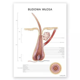Plakat anatomiczny – Budowa włosa - Marta Pawelec - Mapy i plansze edukacyjne - miniaturka - grafika 1
