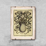 Plakaty - Plakat vintage Ośmiornica Haeckel Ernst - miniaturka - grafika 1