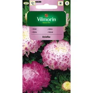 Nasiona i cebule - Aster chiński peoniowy ANIELKA białoróżowy 0,5g - miniaturka - grafika 1