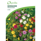 Nasiona i cebule - Dziwaczek peruwiański 3szt. cebulki kwiatów Geolia - miniaturka - grafika 1
