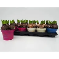 Kwiaty doniczkowe - Hiacynt D12 mix - miniaturka - grafika 1