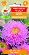 Nasiona i cebule - Aster wysoki książęcy Connie różowy nasiona 1g Toraf - miniaturka - grafika 1