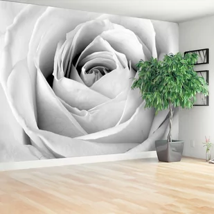 Fototapeta Biała róża - Fototapety - miniaturka - grafika 1