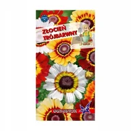 Nasiona i cebule - Złocień trójbarwny mieszanka nasiona 1g / O / - miniaturka - grafika 1