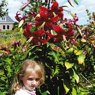 Nasiona i cebule - Lilia Drzewiasta Miss Feya 1 szt cebulki lilii - miniaturka - grafika 1