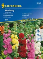 Nasiona i cebule - Kiepenkerl Malwa ogrodowa Mischung Alcea rosea 102332 - miniaturka - grafika 1