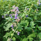 Nasiona i cebule - Kocimiętka Faassena 'Purrsian Blue'Ⓡ - miniaturka - grafika 1