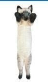 Kot stojący syjamski 55cm