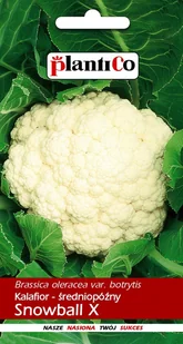 Kalafior Snowball 1 g PLANTICO - Nasiona i cebule - miniaturka - grafika 1