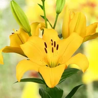 Nasiona i cebule - Lilia azjatycka Lentella 16/18 1 szt. cebule cebulki lilii lilie - miniaturka - grafika 1