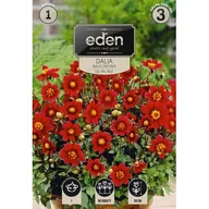 Nasiona i cebule - Dalia karłowa balkonowa Top 1 sztuka Eden - miniaturka - grafika 1