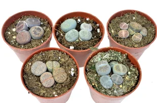 Lithops ( Żywe Kamienie)  ZESTAW 5 szt,   MIX  nr 1 - Kwiaty doniczkowe - miniaturka - grafika 1