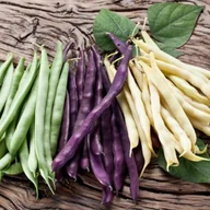 Nasiona i cebule - FASOLA SZPARAGOWA KARŁOWA TRZY KOLORY mieszanka NASIONA warzyw p. 86965CIN0EX - miniaturka - grafika 1