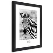 Plakaty - Plakat w ramie czarnej, Ciekawska zebra (Rozmiar 30x45) - miniaturka - grafika 1