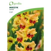 Nasiona i cebule - Mieczyk Safari 10/12 5 szt. cebulki kwiatów Geolia - miniaturka - grafika 1