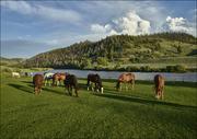 Plakaty - Horses graze in the pasture at the A Bar A guest ranch, near Riverside, Wyoming., Carol Highsmith - plakat 91,5x61 cm - miniaturka - grafika 1