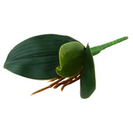 Sztuczne kwiaty - Liść storczyka 22 cm - miniaturka - grafika 1