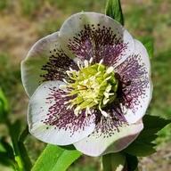 Nasiona i cebule - Helleborus Ciemiernik Bollene 1 szt. - miniaturka - grafika 1