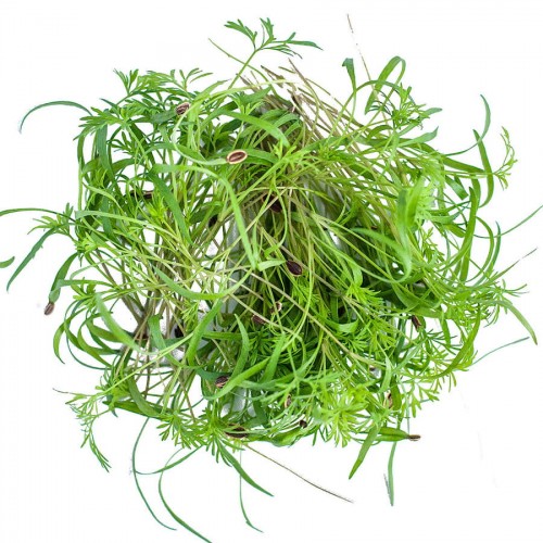 Legutko Microgreens Koper Włoski 100g Mic000010