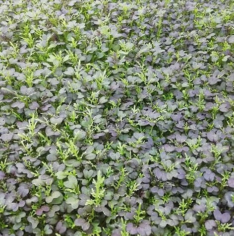 Legutko Kapusta Mizuna 1kg Mic000020