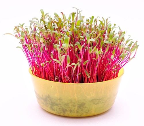 Toraf Microgreens Burak Liściowy Czerwony 500g Mic000047