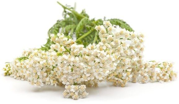 EQUIHERBS Krwawnik pospolity 0,5 kg