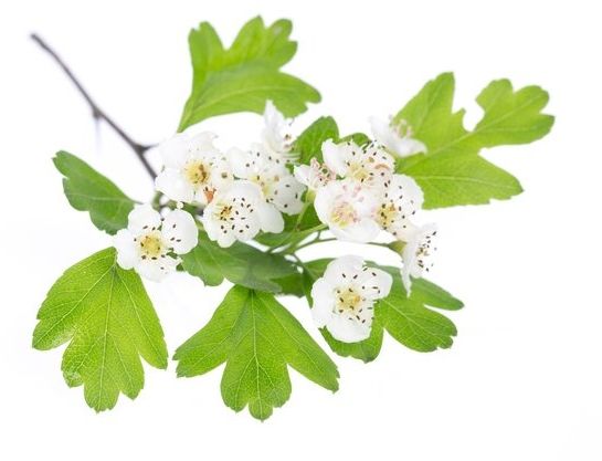 EQUIHERBS Głóg 1 kg