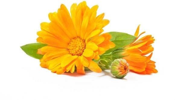 EQUIHERBS Nagietek kwiat 0,5 kg -