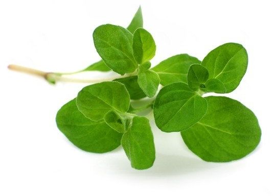 EQUIHERBS Majeranek 0,5 kg