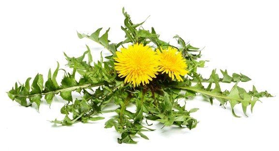 EQUIHERBS Mniszek lekarski 0,5 kg