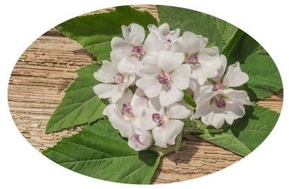 EQUIHERBS Prawoślaz ziele 0,5 kg