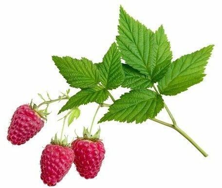 EQUIHERBS Malina liść 0,5 kg