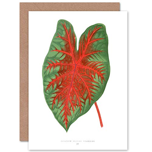 Wee Blue Coo Liść kaladium Bicolor wydaje kartka okolicznościowa z kopertą wewnątrz najwyższej jakości