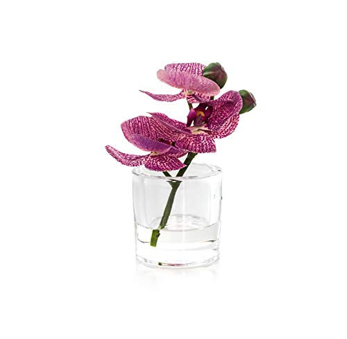 EUROCINSA Ref.86041C25 Szafa na storczyki PHALAENOPSIS Fuchsja, pudełko z 4 sztukami, tworzywo sztuczne, szkło, 12 x 16 cm