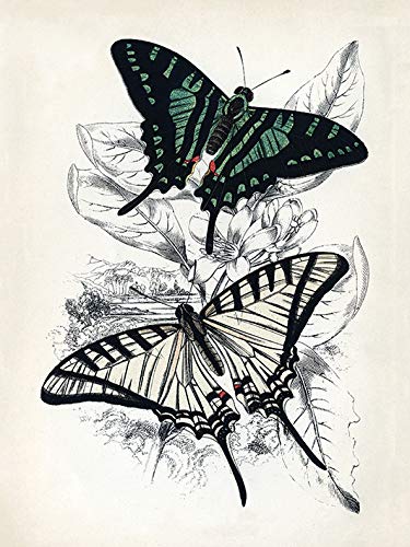 Pyramid Posters Butterflies I - obraz na płótnie 30x40 WDC92912