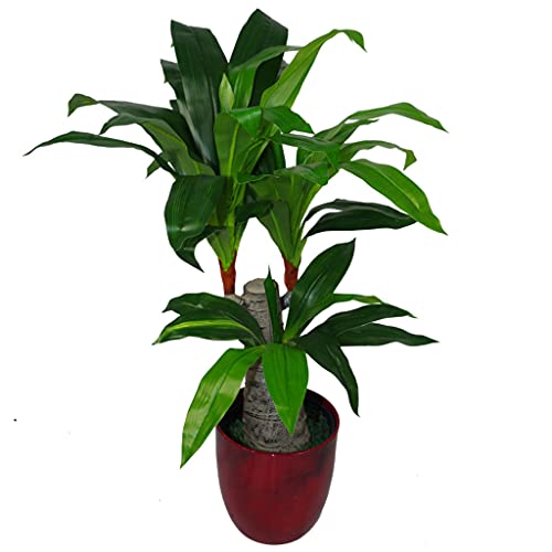 Leaf Design UK 75 cm sztuczny Dracaena roślinny szeroki pień potrójna gałązka duży czarny plastikowy doniczka, różnorodny