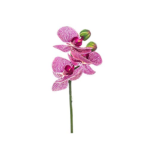 EUROCINSA Ref.86043C25 Mini orchidea fuksja w żółtym pudełku 12 sztuk, 23 cm