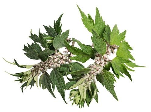 EQUIHERBS Serdecznik pospolity ziele 0,5 kg -